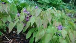 Epimedium grandiflorum 'Shiho' Эпимедиум крупноцветковый